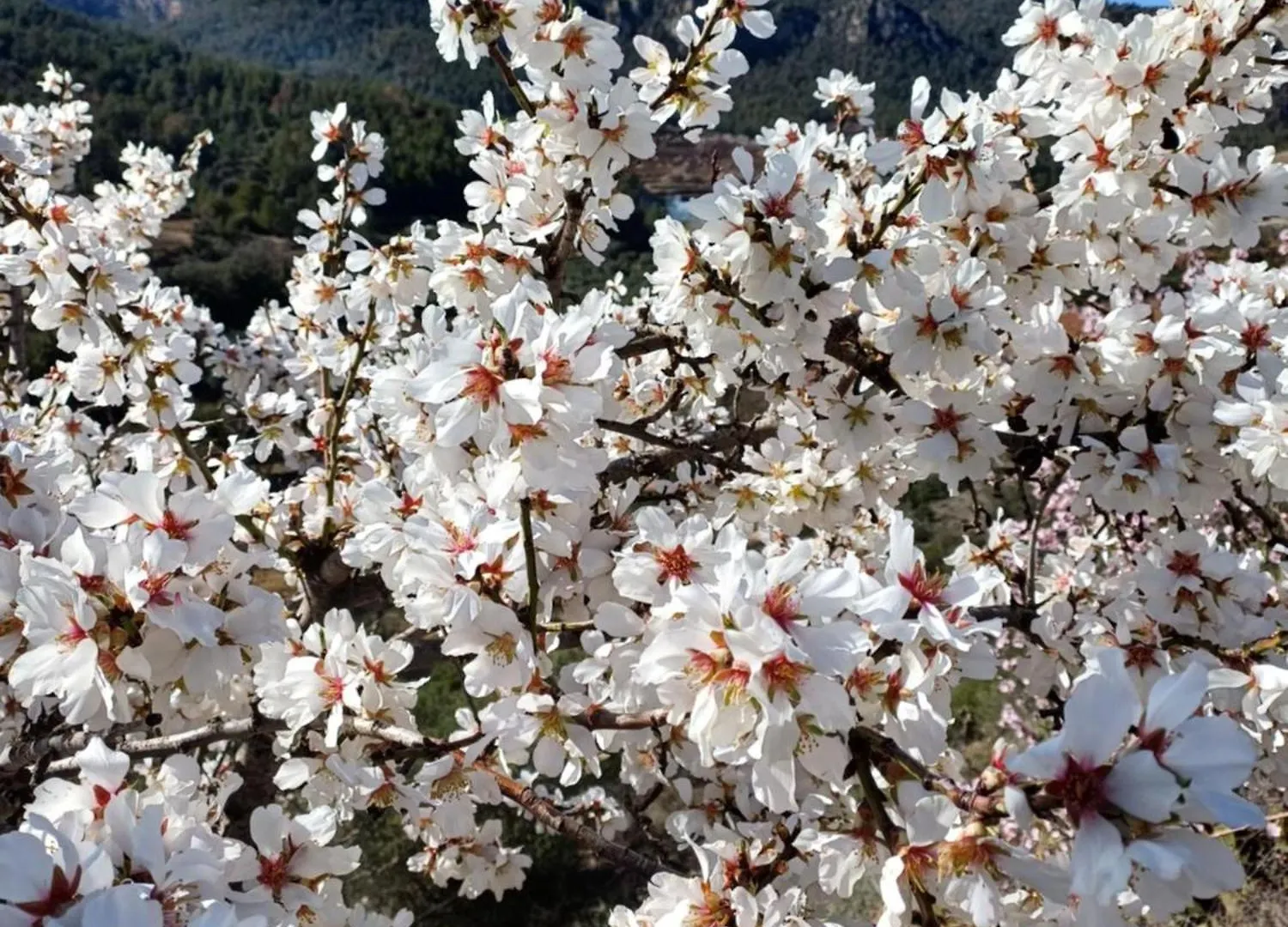 Priorat Ca La Iolanda 